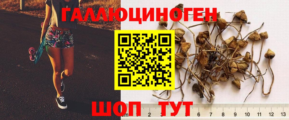 Галлюциногенные грибы Psilocybe Кушва
